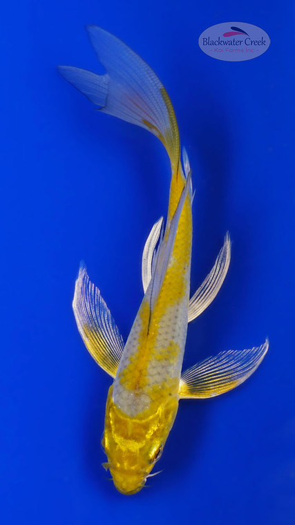 Gold Dust Ochiba Butterfly 4-5 inches [I26-T107-64]
