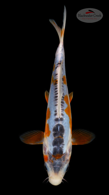 Shusui 6-7 inches [I26-T107-66]