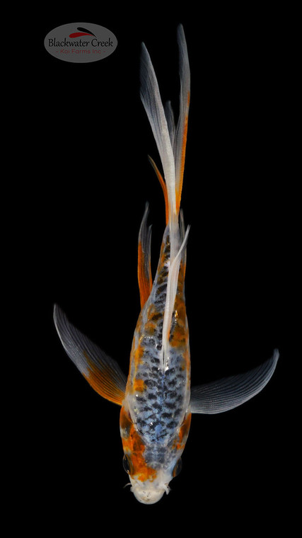 Shusui Butterfly 5-6 inches [I26-T111-69]