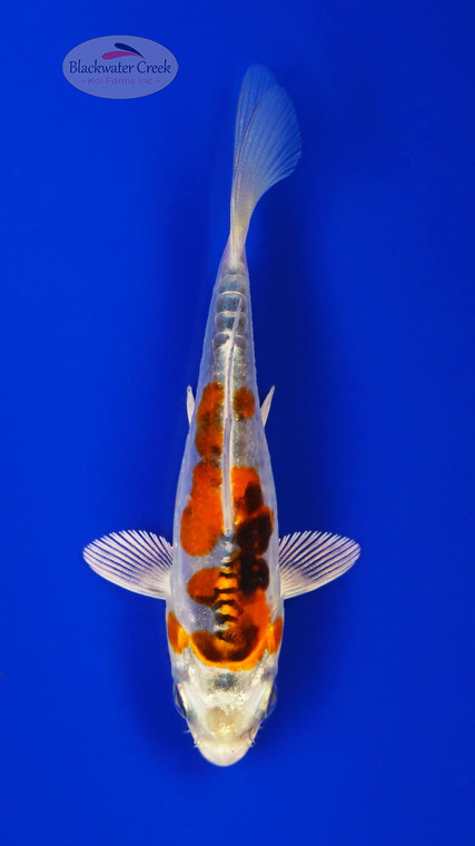 Heisei Nishiki 4-5 inches [I26-T115-96]