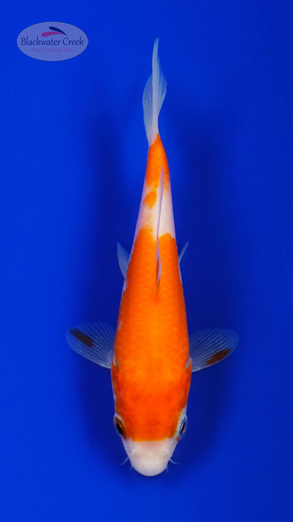 Kohaku 4-5 inches [I26-T115-98]