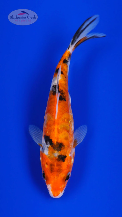 Doitsu Sanke 4-5 inches [I26-T125-182]
