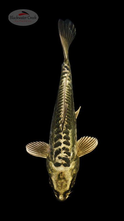 Kikokuryu 5-6 inches [I26-T125-187]