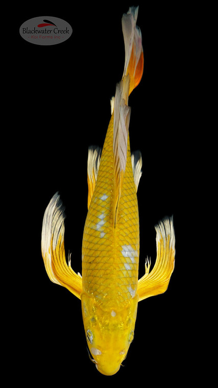 Ochiba 15 inches [EB6-102026-2]