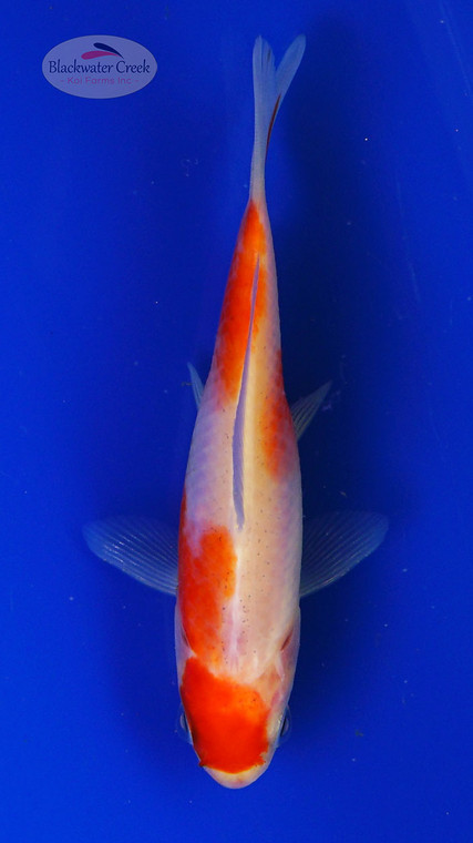 Goldfish 1029 3-4 inches [PW-T9-1029]