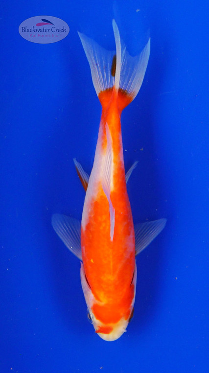 Goldfish 1030 3-4 inches [PW-T9-1030]