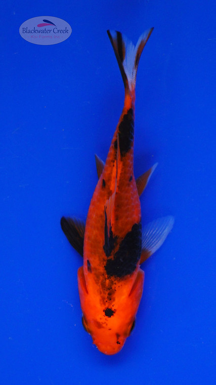 Goldfish 1043 3-4 inches [PW-T9-1043]