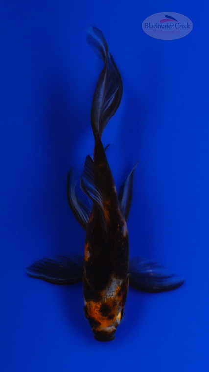 Goldfish 1054 3-4 inches [PW-T23-1054]