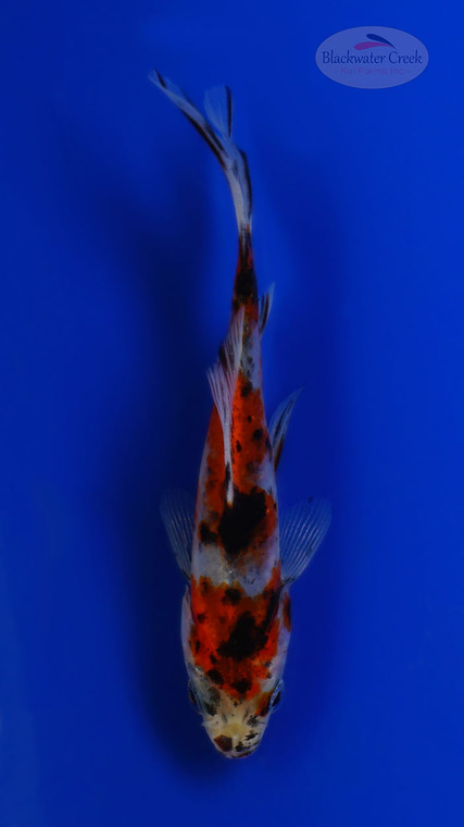 Goldfish 1058 3-4 inches [PW-T23-1058]
