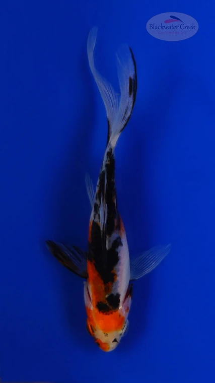 Goldfish 1061 3-4 inches [PW-T23-1061]