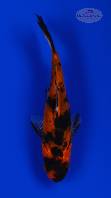 Goldfish 1063 3-4 inches [PW-T23-1063]