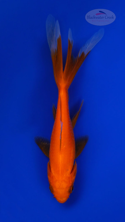 Goldfish 1064 3-4 inches [PW-T23-1064]
