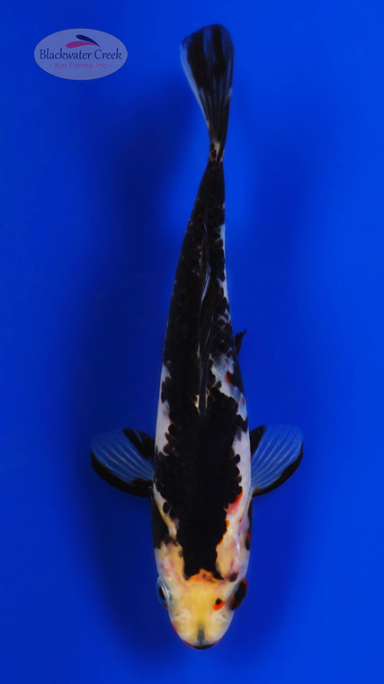 Black Opal 5 inches [BB26-T69-5]