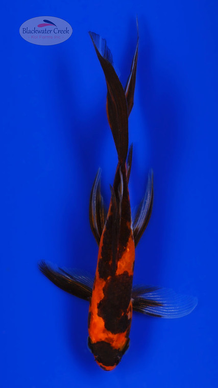Orange & Black Goldfish 5-6 inches [BB26-T69-6]