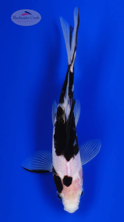 Black Opal 5 inches [BB26-T69-8]