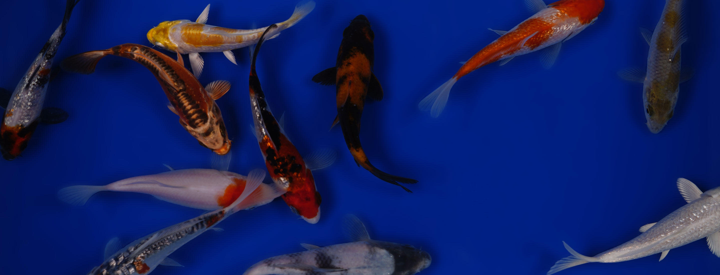 How a Koi Seller Sources the High-Quality Fish That Can Sell for Thousands