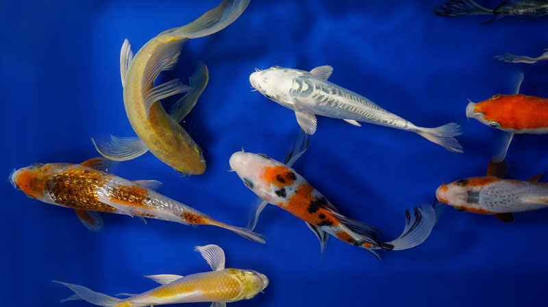 Standard Fin Koi Fish, Buy Live Koi Fish