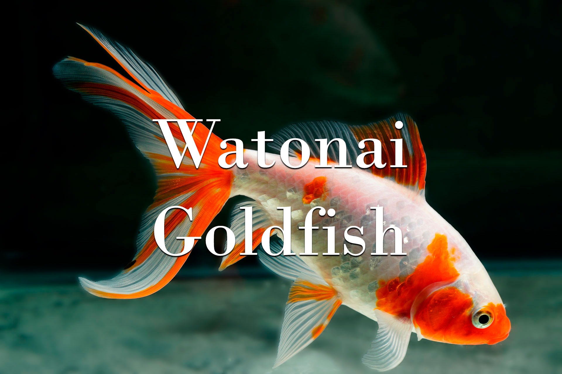 Watonai Goldfish