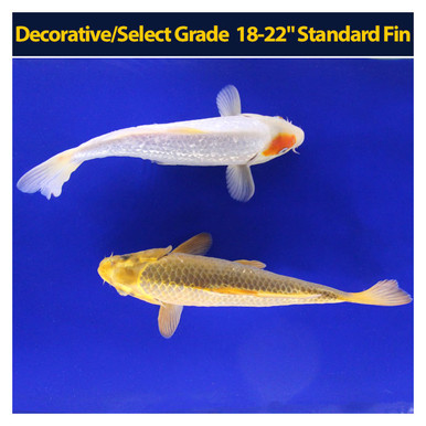 DecSel1822StandardFin__49682.