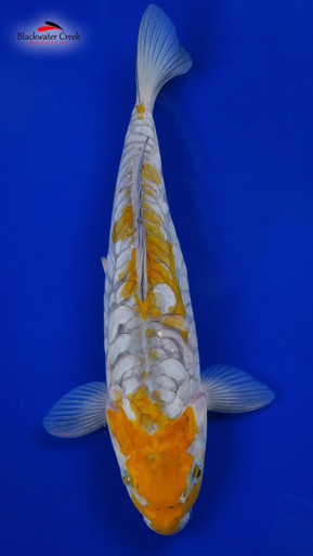 Doitsu Ochiba 17 inches [EB10-81523-145] - Blackwater Creek Koi Farms