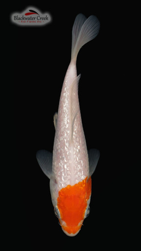 Ginrin Kohaku 4-5 inches [S23-T50-8] - Blackwater Creek Koi Farms