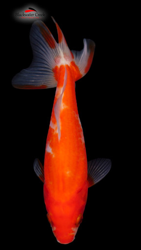 Orange White Wakin 5-7 inches [QQ23-T67-31] - Blackwater Creek Koi