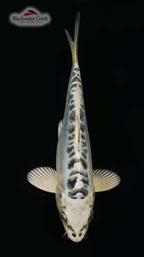 A24-T179-7__40003.1712339548.