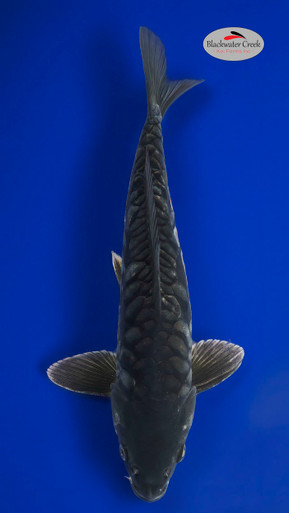 EC1-81424-66__91572.1724684456