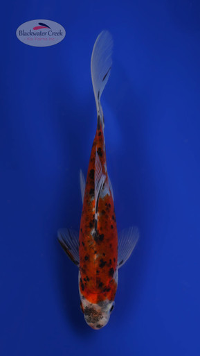 Calico 4-5 inches [UU24-T74-10] - Blackwater Creek Koi Farms