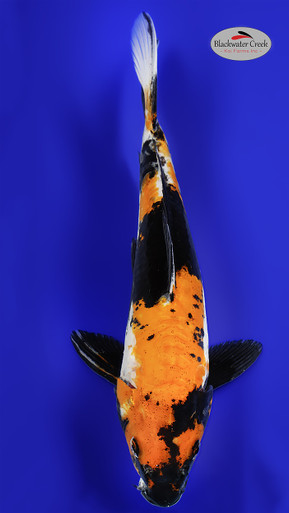 EA43a__19877.1731076975.386.