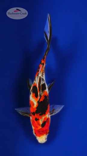 Smiley Goldfish 6-7 inches [XX25-T83-10] - Blackwater Creek