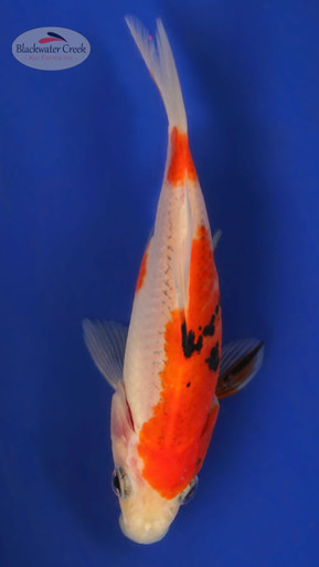 Sanke Gold 4-5 inches [XX25-T64-10] - Blackwater Creek Koi Farms