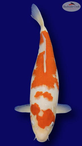 Kohaku 17 inches [EB10-11525-69] - Blackwater Creek Koi Farms