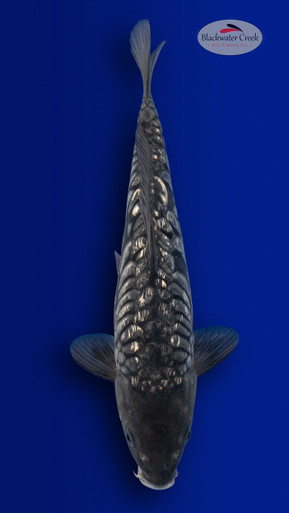 Doitsu Soragoi 12 inches [ES2-4226-148] - Blackwater Creek Koi Farms