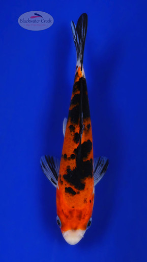 Aka Bekko 5-6 inches [G26-T112-9] - Blackwater Creek Koi Farms