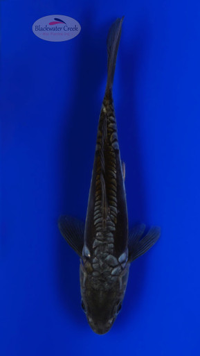 Doitsu Soragoi 5-6 inches [H26-T95-166] - Blackwater Creek Koi Farms