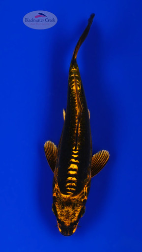 Choco Kiko 4-5 inches [H26-T95-169] - Blackwater Creek Koi Farms