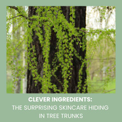 Clever Ingredients: The Surprising Skincare Hiding in Tree Trunks
