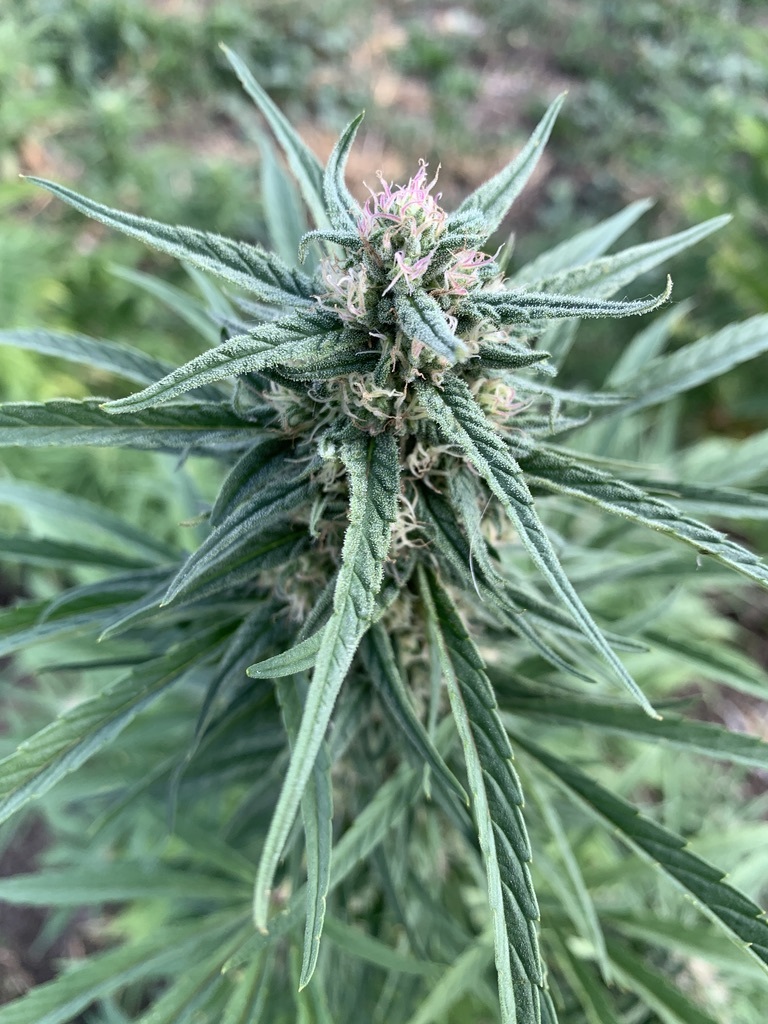 exotic elephant hemp plant