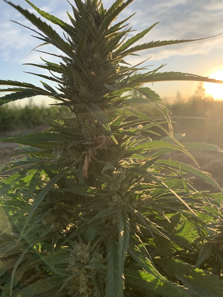 exotic elephant hemp plant