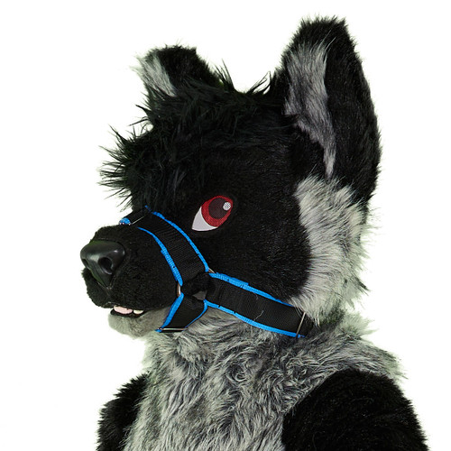 harness with muzzle