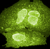 Fluorescence imaging of mNeonGreen fusion vectors in plasma membrane.