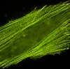  Fluorescence imaging of mNeonGreen fusion vectors in actin.