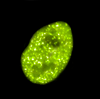 Fluorescence imaging of mNeonGreen fusion vectors in replication foci.