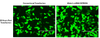 Custom Target mRNA EXPRESS™ 