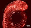 mScarlet3 mRNA EXPRESS™