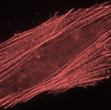 mScarlet3 mRNA EXPRESS™