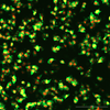 Nuclear mScarlet3 and GPI mNG in HEK293T cells. A2