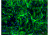 ABiHepatocytes