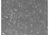 ABiHepatocytes